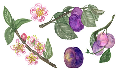 Watercolor set of plum branches, flowers and fruits