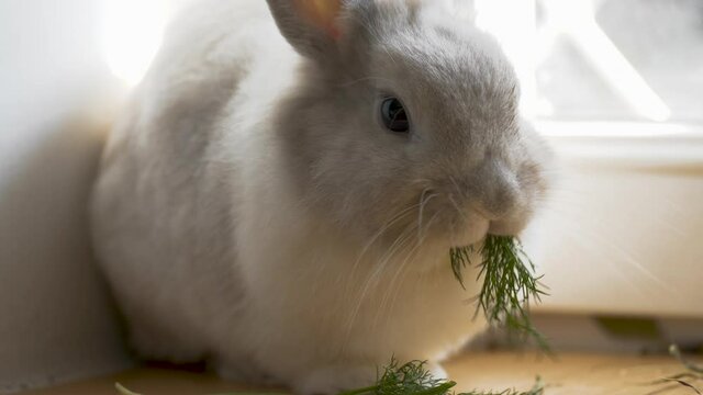 Decorative Domestic Rabbit Eats Dill. Adorable Little Bunny eating Greens. Healthy Animals Food and Pets Concept