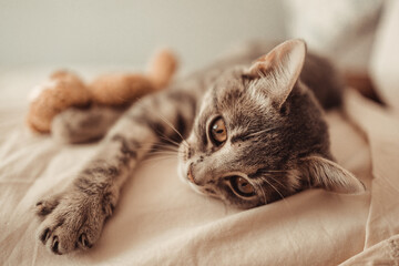 A cute tabby kitten lies in an embrace with a soft teddy bear toy on the bed. The cat sleeps on the sofa in the living room. Sweet dream, wake up in the morning