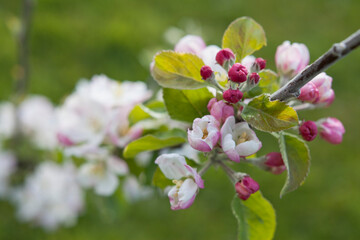 Naklejka na ściany i meble Lanes Prince Albert Apple Tree blooming in spring orchard.