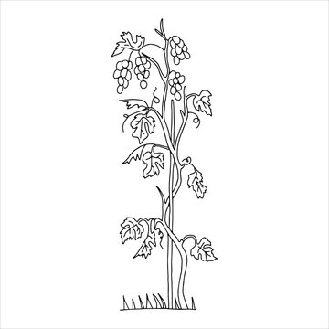 Black outline hand drawn vector illustration of a grapevine plant with fruits isolated on a white background