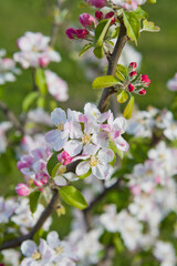 Lanes Prince Albert Apple Tree blooming in spring orchard.
