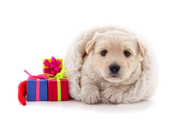 One dog in a Christmas hat with gifts.