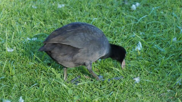 Foulque macroule ou fulica atra, corps arrondi, bec et plaque frontale blanc, pattes verd&acirc;tre &agrave; grands doigts bleu&acirc;tre, marchant et picorant dans l'herbe