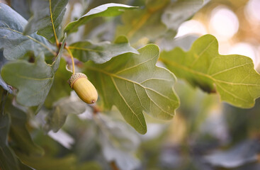 Autumn natural background.Oak branch with acorn and leaves. Close-up, free space for text. Warm light, shallow depth of field.