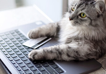 Online shopping from home. The gray cat looking at laptop. Paws on the keyboard, a credit card...