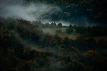 Forest in the foggy mountain