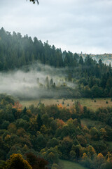 Coniferous forest in the foggy mountain