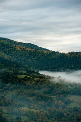 Obraz premium Misty coniferous forest in the mountains