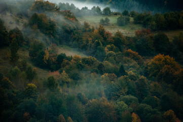 Fototapeta na wymiar Misty coniferous forest in the mountains