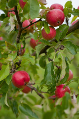 Red Falstaff apple trees in the orchard with ripe red fruit.