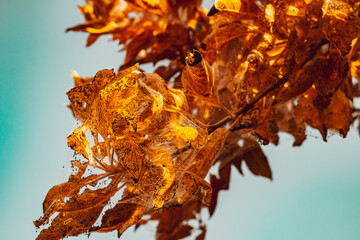 A group of Moth Caterpillars on dry leaves