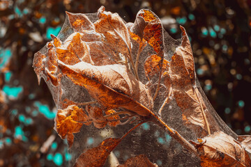 A group of Moth Caterpillars on dry leaves