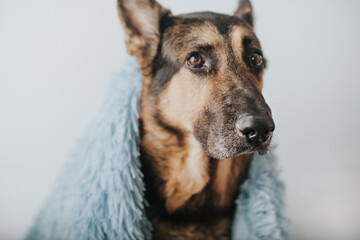 A German shepherd dog covered with a blanket