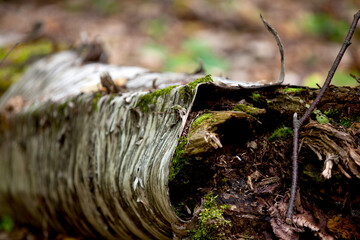 Textures from trees along a hiking path.