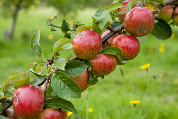 Apple tree Clydeside -  beautiful small red apples on the tree in the fruit orchard.