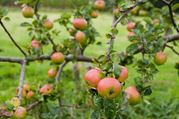 Bramley apple tree in the orchard, covered with heavy fruit.