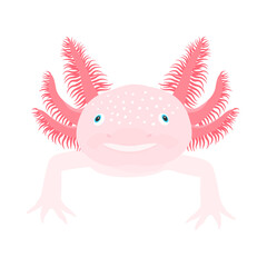Cute Axolotl from front. Salamander vector illustration