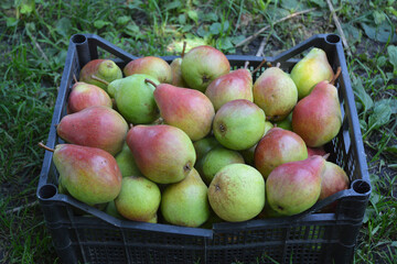Pear harvest. A lot of ripe pears with red sides picked in a plastic storage crate.