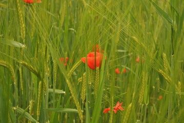 Mohn