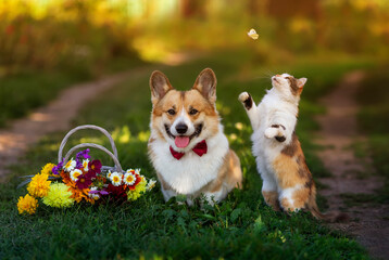 friends dog and cat are sitting in the summer garden with a bouquet and catching butterflies