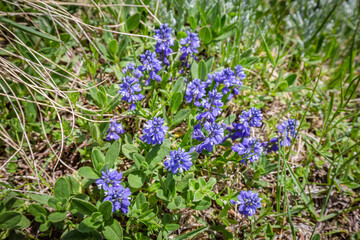 View of tender small mountain violet flowers in nature background