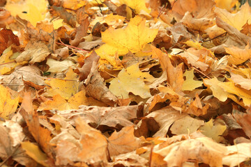 yellow fallen autumn leaves as a background