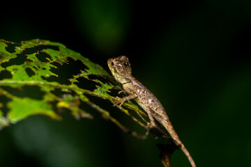 A small lizard resting on a leaf of a branch in the dense jungles of Agumbe, Karnataka