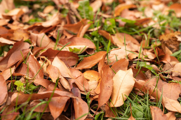 autumn orange leaves on the grass outdoors