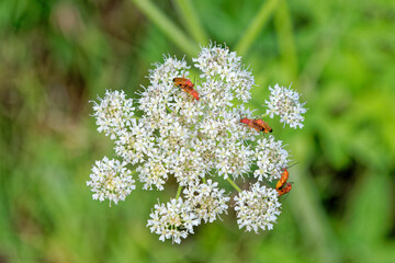 White Apiaceae with red bugs on it
