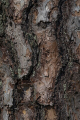 Bark of an old pine tree close-up