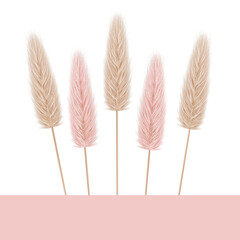 Pampas grass. Natural and pink colours. White background. Vector illustration.