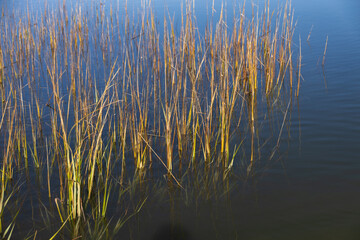 Long tall reeds in the water