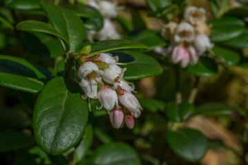 Lingonberry flowers in spring in the forest
