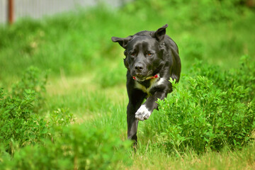 Running black dog in summer