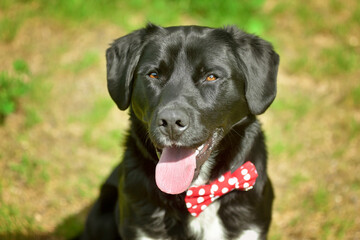 Black labrador retriever greyhound mix dog sitting outside watching waiting alert looking happy excited while panting smiling and staring at camera