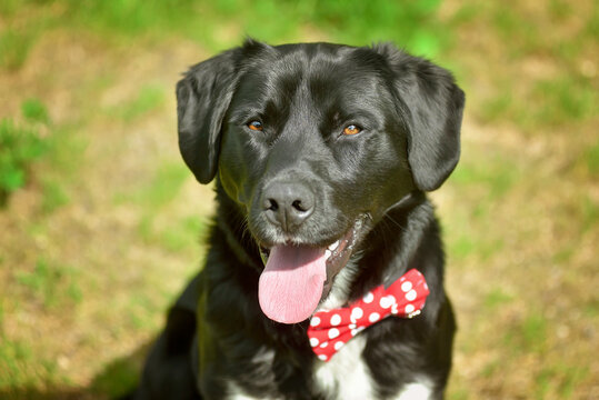Black labrador retriever greyhound mix dog sitting outside watching waiting alert looking happy excited while panting smiling and staring at camera