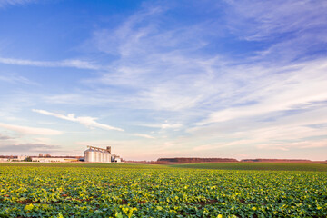 Green field of young rapeseed shoots and a new grain elevator on the horizon