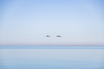 Two pelican flying over the ocean