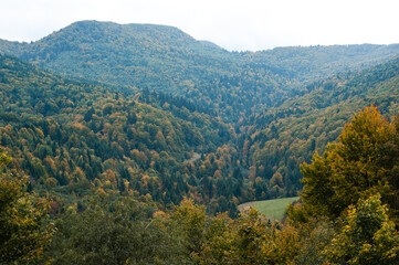 Coniferous forest in the foggy mountain