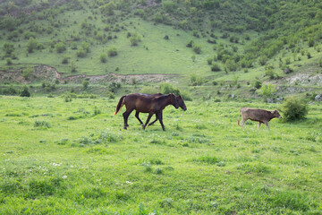 chestnut horse in a summer field