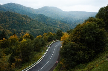 Misty coniferous forest in the mountains