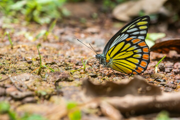 A common Jeezbel butterfly enjoying a mud siping to extract essential minerals from the wet mud in Agumbe