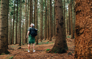 Fototapeta premium Young male tourist with a backpack walks through the woods with old trees and looks away. Hipster on a mountain hike walks through the woods and looks up. Active tourism