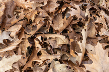 Dry fallen brown leaves background. Autumn season, nature in the forest. Selective focus