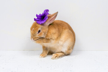 Redhead rabbit with a purple flower is washed on a white background. The basis for the postcard....