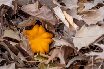 Small decorative orange pumpkin found in the large pile of dry leaves
