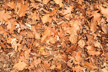 autumn orange leaves on the grass outdoors