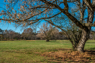 Boxelder maple trees in autumn