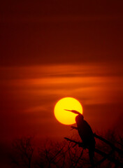 A bird sitting on a branch during a gorgeous winter sunset in Keoladeo National Park in Bharatpur city